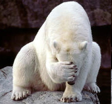 polar bear embarrased